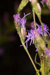 Smallhead blazing star